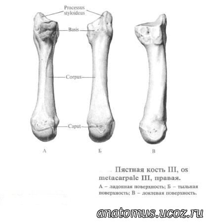 Первой пястной кости. Кости пясти анатомия. Анатомия 1 пястной кости. Кости пясти : основание, тело, головка.. Дистальный отдел пястной кости.