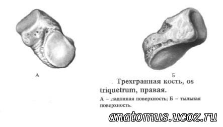 Трехгранная кость. Полулунная кость анатомия. Трехгранная кость кисти анатомия. Перелом трехгранной кости запястья. Анатомия трехгранной кости.