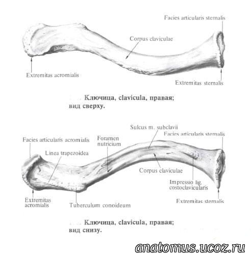 Ключица. Кости ключицы анатомия человека. Ключица правая вид сверху и снизу. Строение ключицы человека анатомия Борзяк. Какие анатомические образования имеет EXTREMITAS acromialis clavicularis:.