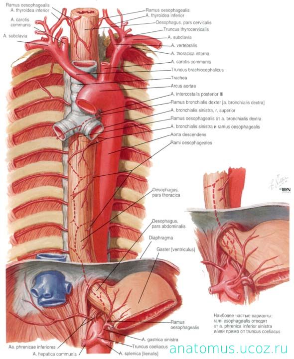 Кровоснабжение пищевода схема