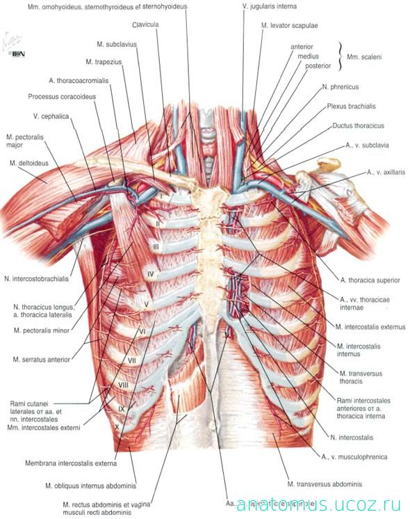 Анатомия грудной клетки человека в картинках с описанием