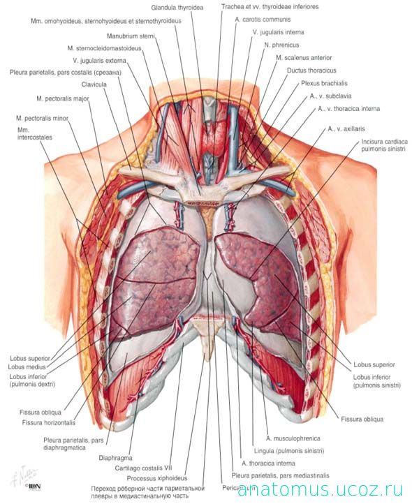 Органы грудной клетки человека в картинках