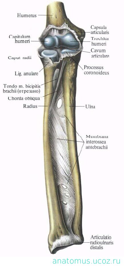 Соединения локтевой кости. Дистальный лучелоктевой сустав. Кости локтевого сустава анатомия. Дистальный лучелоктевой сустав анатомия. Анатомия локтевого сустава Синельников.