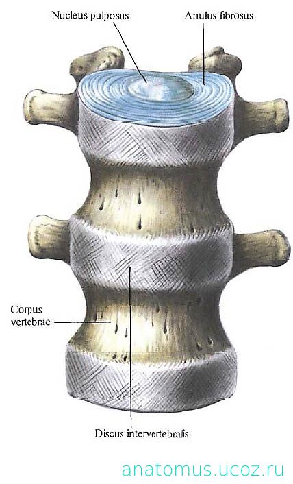 Межпозвоночный диск. Схема строения межпозвонкового диска. Межпозвоночный симфиз анатомия. Строение межпозвоночного диска на латыни. Межпозвонковый диск пульпозное ядро.