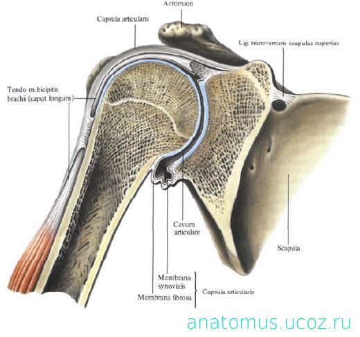 Поперечная связка. Плечевой сустав, articulatio Humeri:. Карман Риделя в плечевом суставе. Плечевой сустав анатомия Синельников. Костные структуры плечевого сустава.