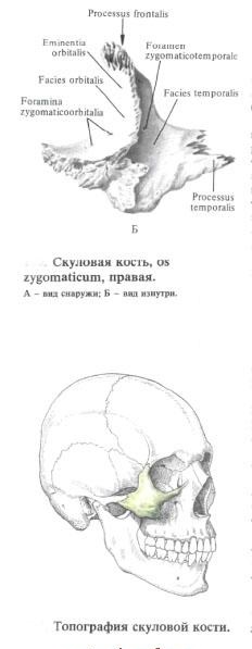 Перелом скуловой кости карта вызова