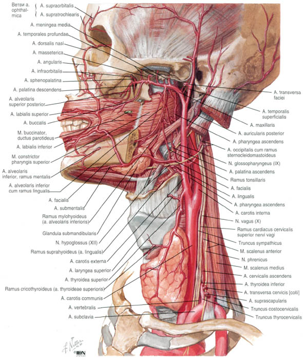 Шейные артерии схема