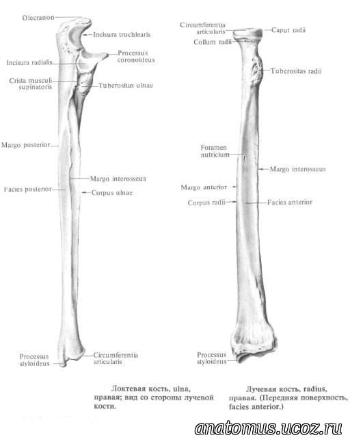 Лучевая кость схема