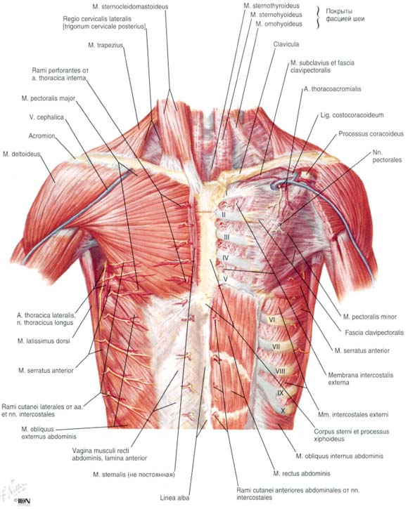 Атлас Неттера мышцы верхней конечности